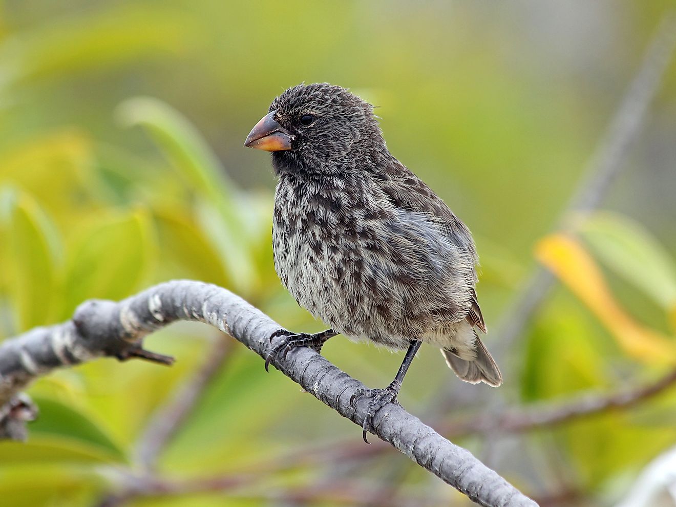 A Darwin's Finch (also known as the Galapagos Finch or as Geospizinae) in the Galapagos Islands. Image credit: Ryan M. Bolton/Shutterstock.com