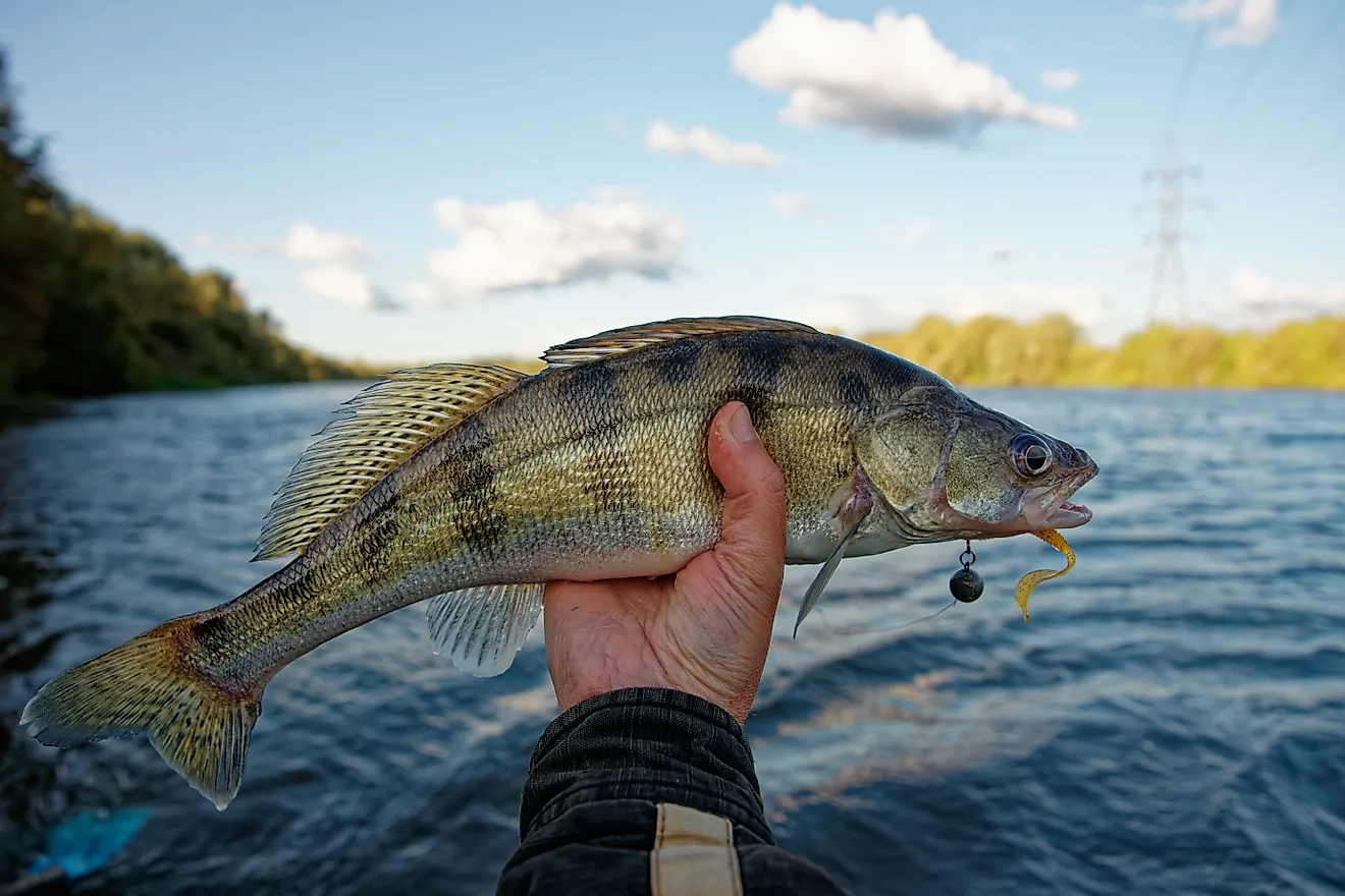 Fisherman's hand holding walleye with soft plastic bait in its mouth