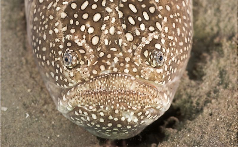 Close up of a Northern Stargazer fish.