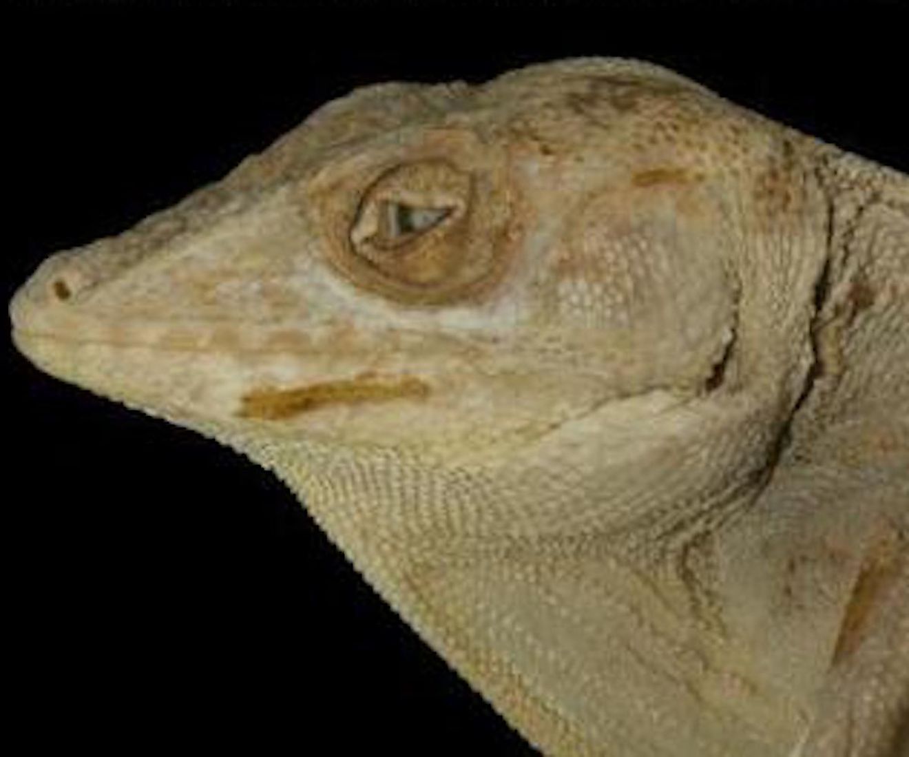 Giant anole from the island of Culebra. 
