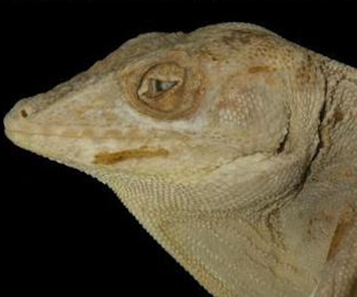Culebra Island Giant Anole.