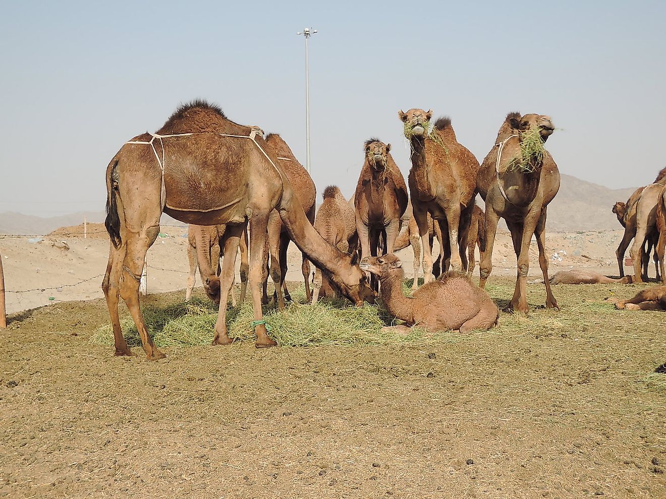 Camel Farm Mecca Arab. Image credit: Burhanuddin/Shutterstock.com