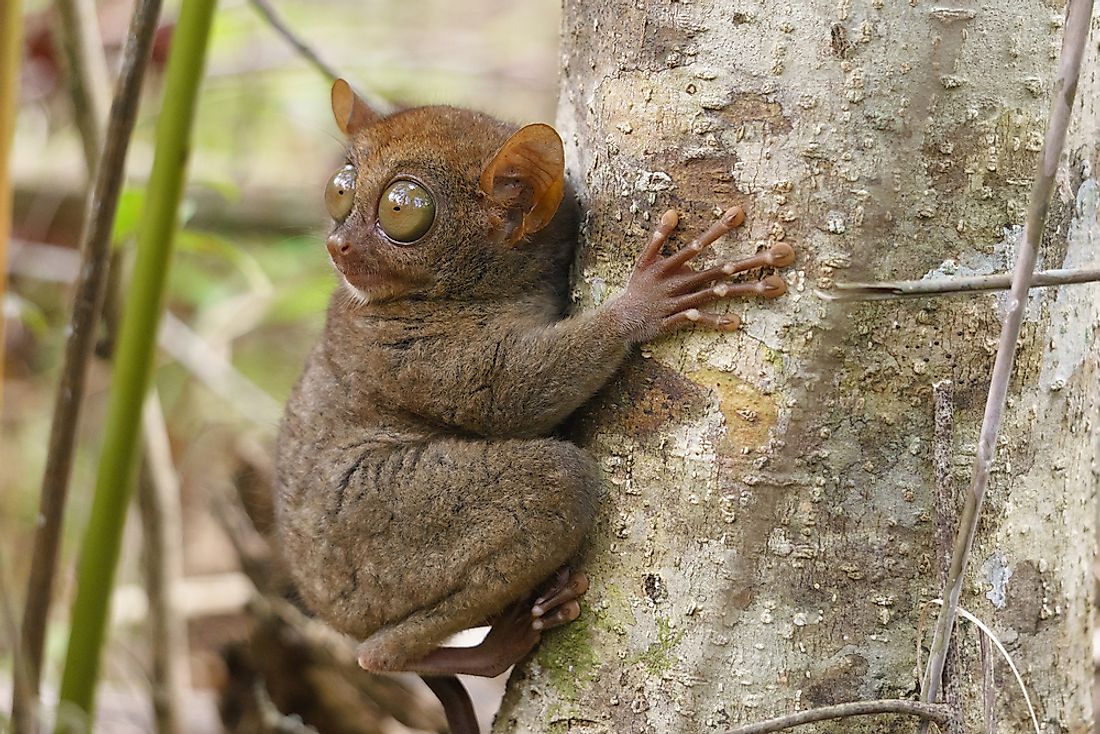 Tarsiers can turn their head about 180° in either direction.
