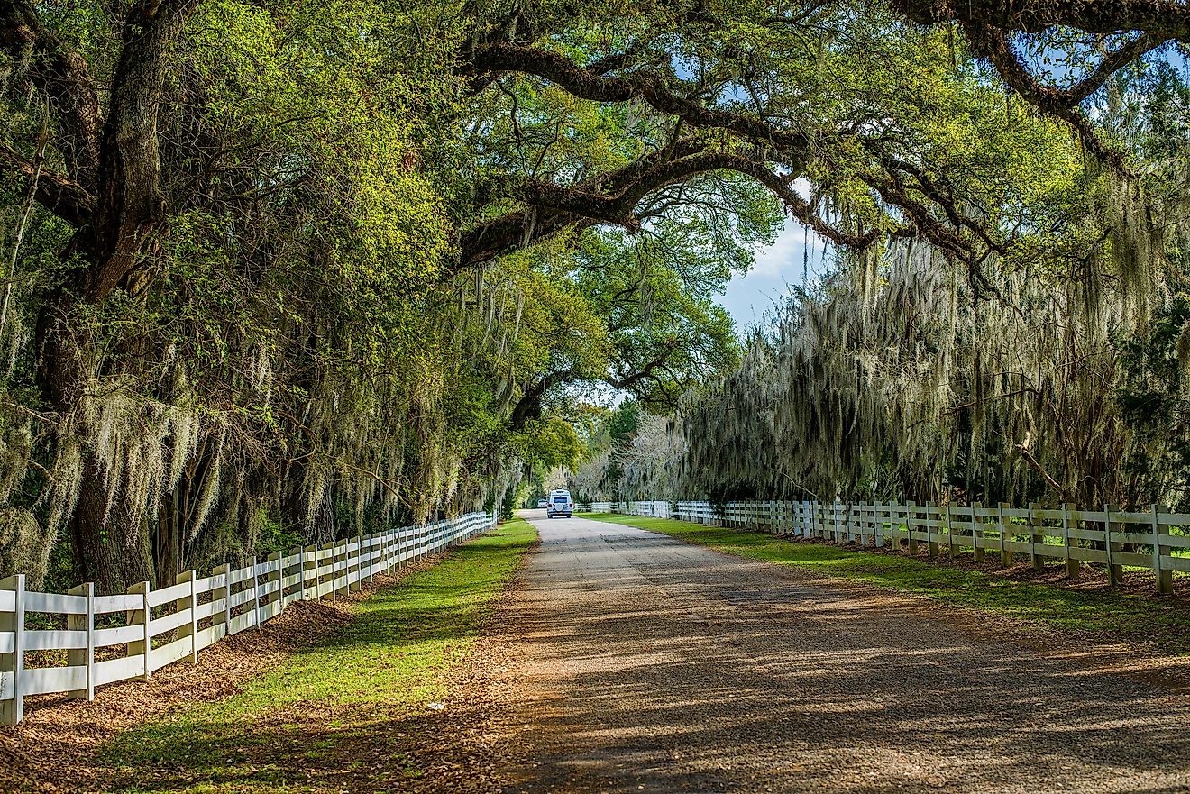 A beautiful tree-lined road in Louisiana.
