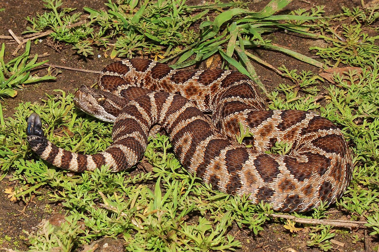 Juvenile Northern Pacific rattlesnake (Crotalus oreganus) on the ground.