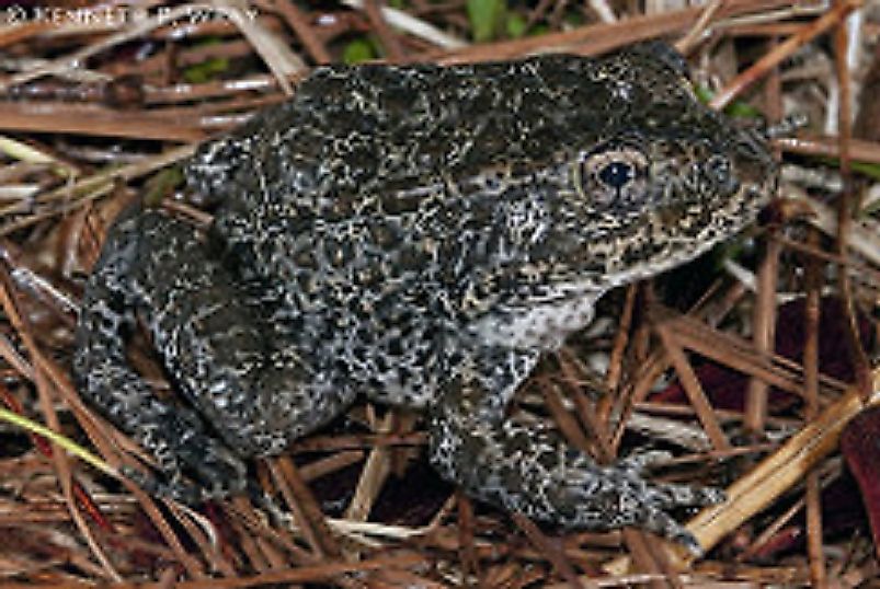 The extremely rare Mississippi Gopher Frog.