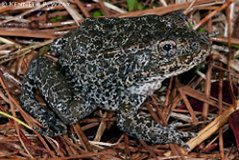 The extremely rare Mississippi Gopher Frog.