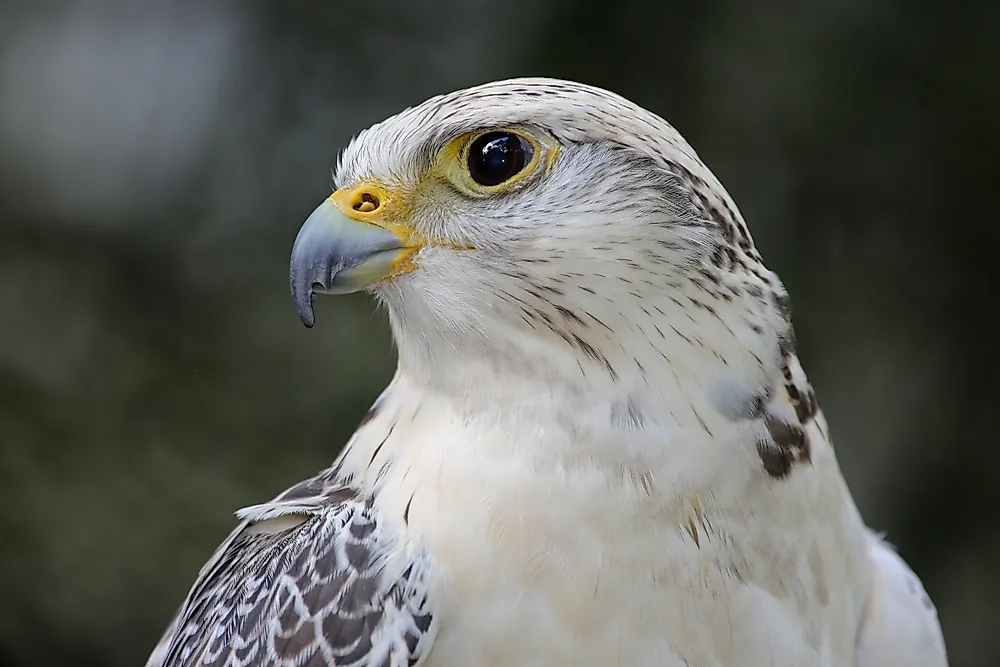 The gyrfalcon, the world's largest falcon species.
