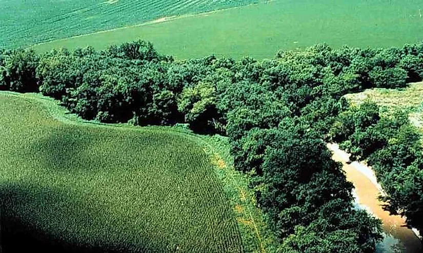 A well-preserved riparian strip on a tributary to Lake Erie.