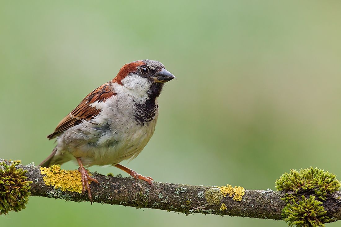 A house sparrow sits on a branch. House sparrows are found on every single continent in the world except for Antarctica. Photo credit: shutterstock.com.