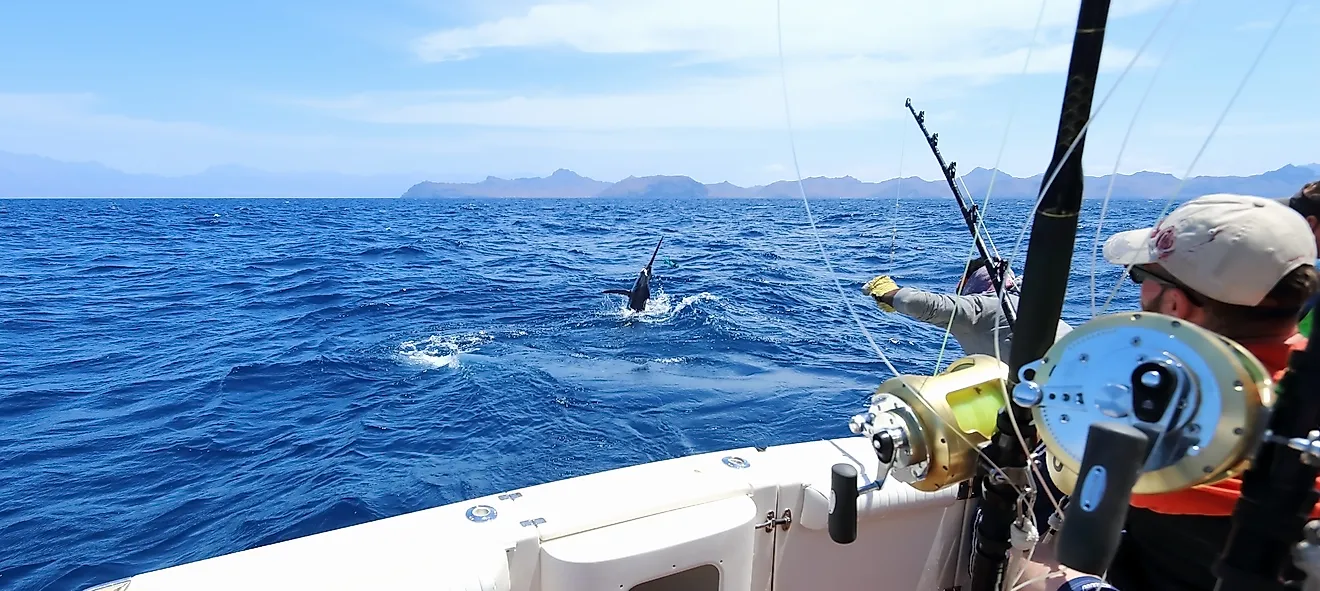 Caught a marlin jumping near the boat