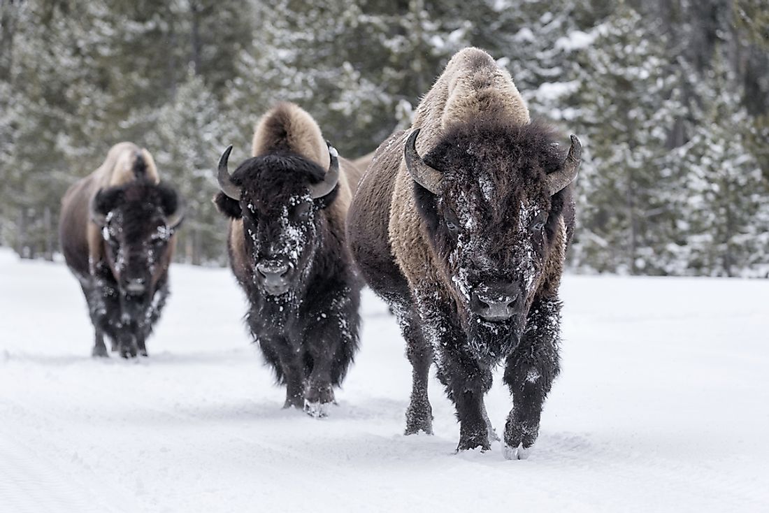 fisk og skaldyr nederdel Maryanne Jones What's the Difference Between a Buffalo and a Bison? - WorldAtlas