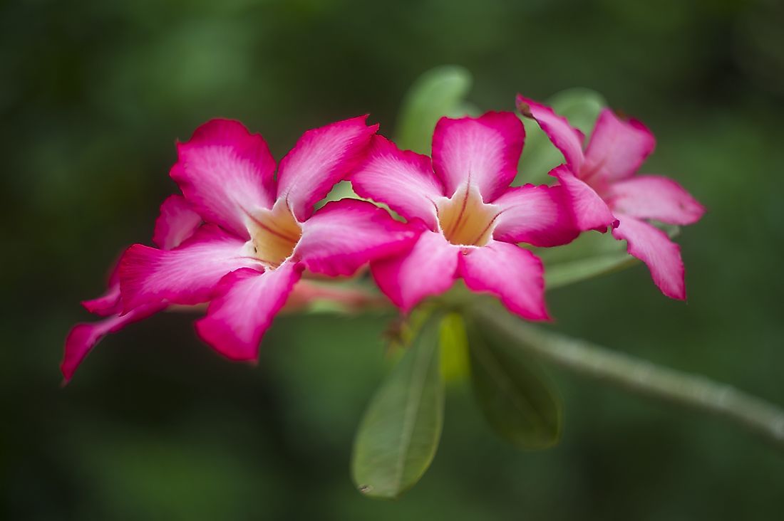 The beautiful desert rose is one of the plant species that can be found in Niger. 