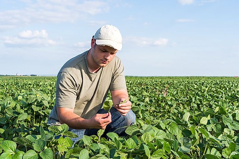 A young American soybean farmer checks in on his burgeoning crop.