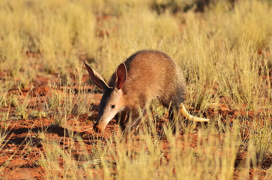 An aardvark in its preferred grassland habitat. 