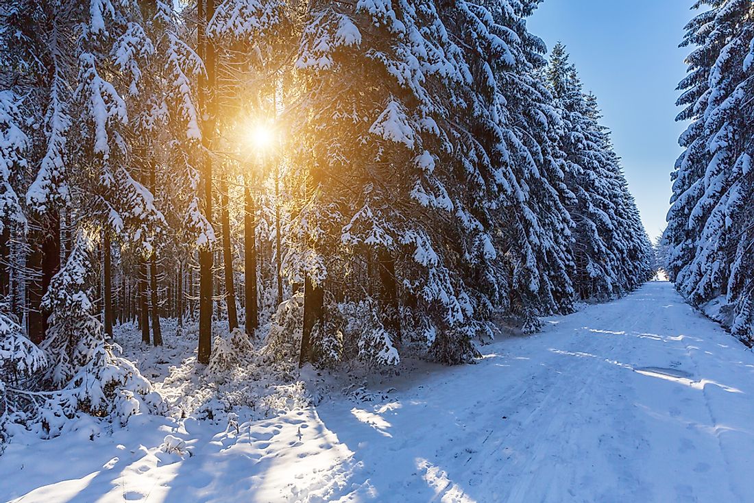 Boreal forests covers over 60% of Canada. 