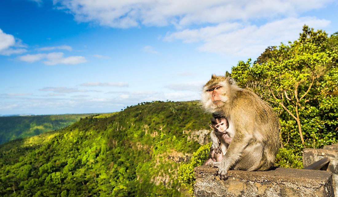 Monkeys in Black River Gorges National Park in Mauritius.
