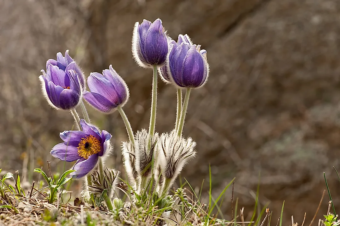 Prairie Crocus. 