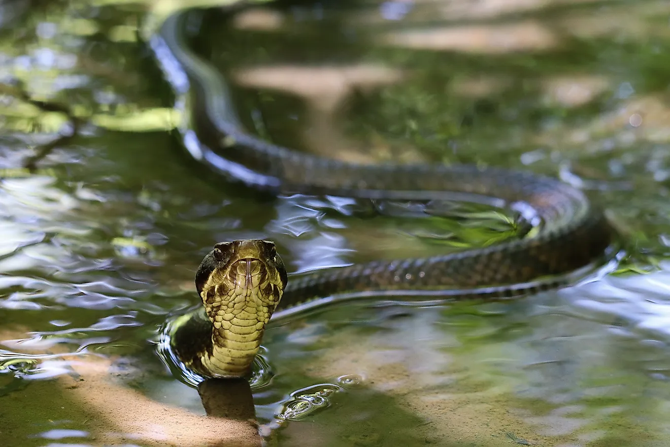 A cottonmouth snake swimming in shallow water.