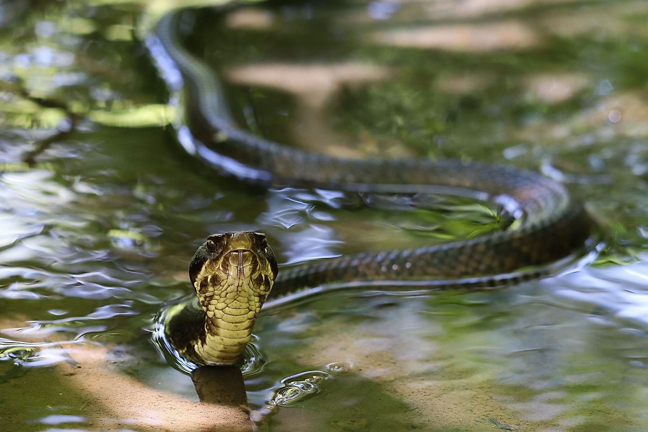 Eastern cottonmouth in the water.