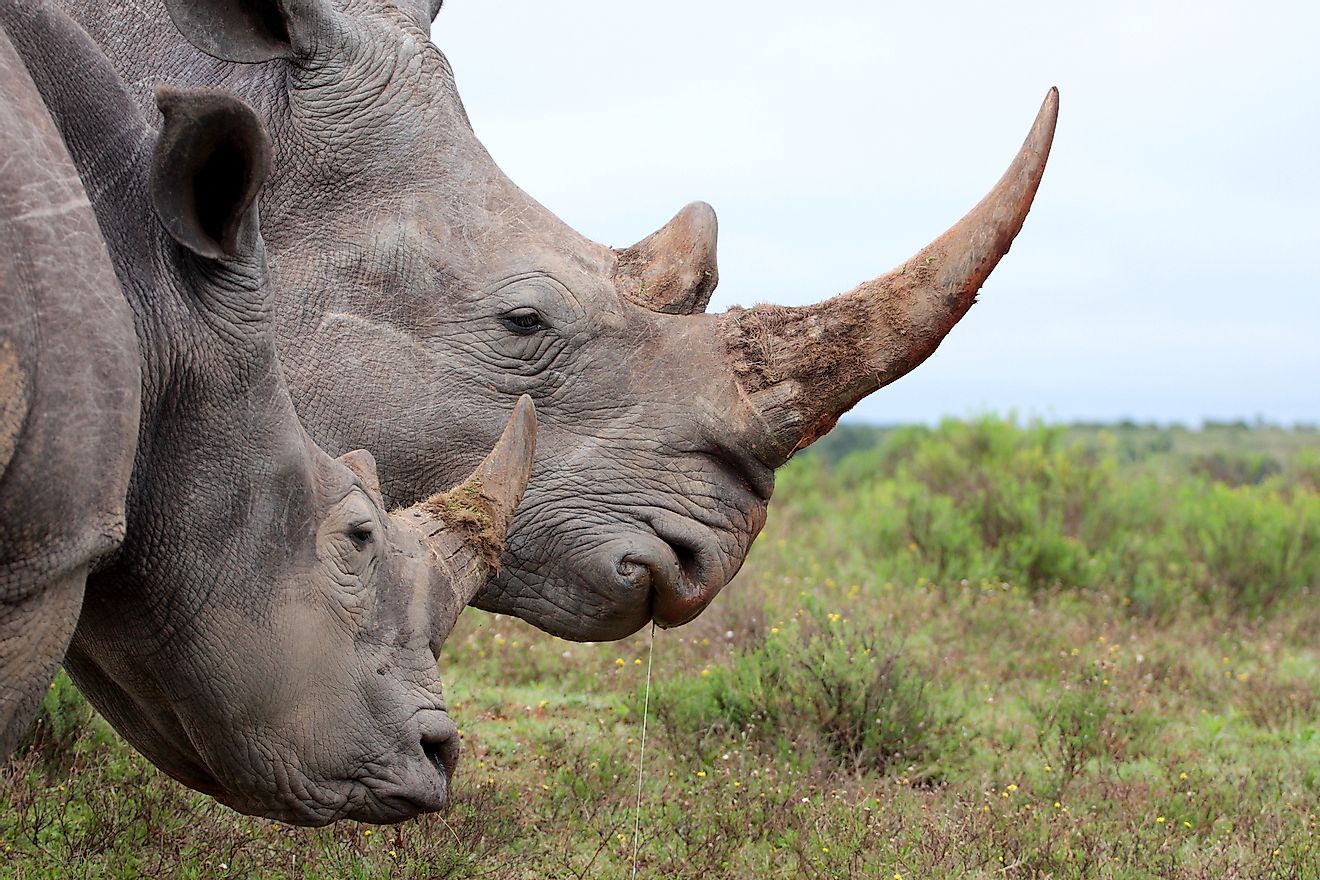 A female rhino and her calf in South Africa. These animals are killed for their horns that sells in the illegal wildlife trade market for the meaningless production of traditional Chinese medicines. Image credit: Jonathan Pledger/Shutterstock.com