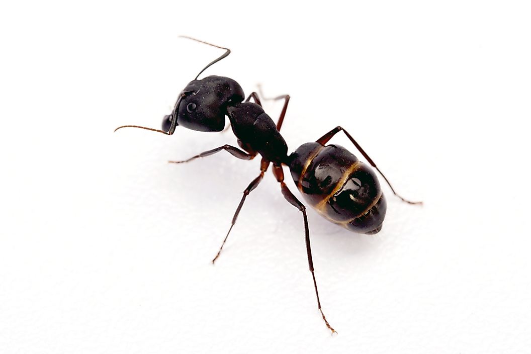 The black garden ant can be found in Europe, North America, South America and Asia.