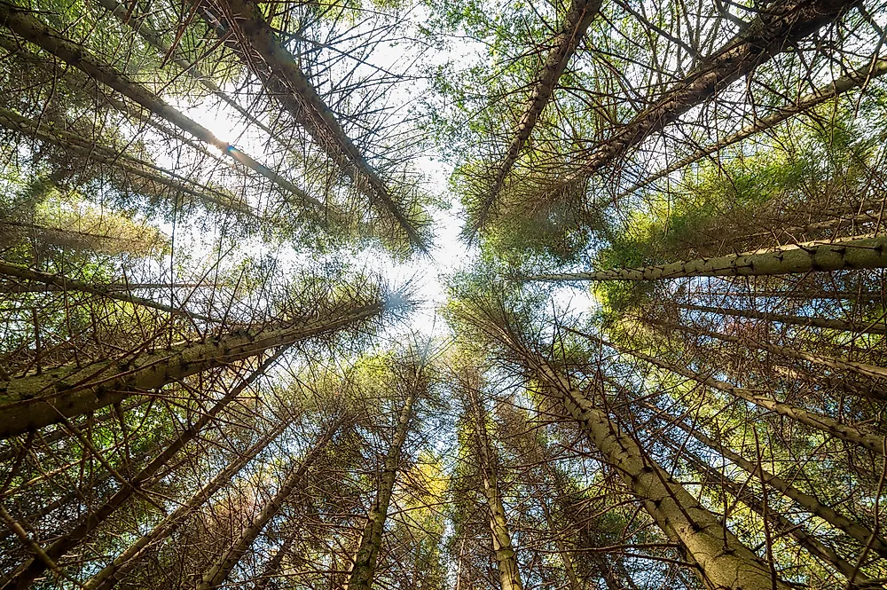 The concept of the tragedy of the commons revolves around the allocation of natural resources.