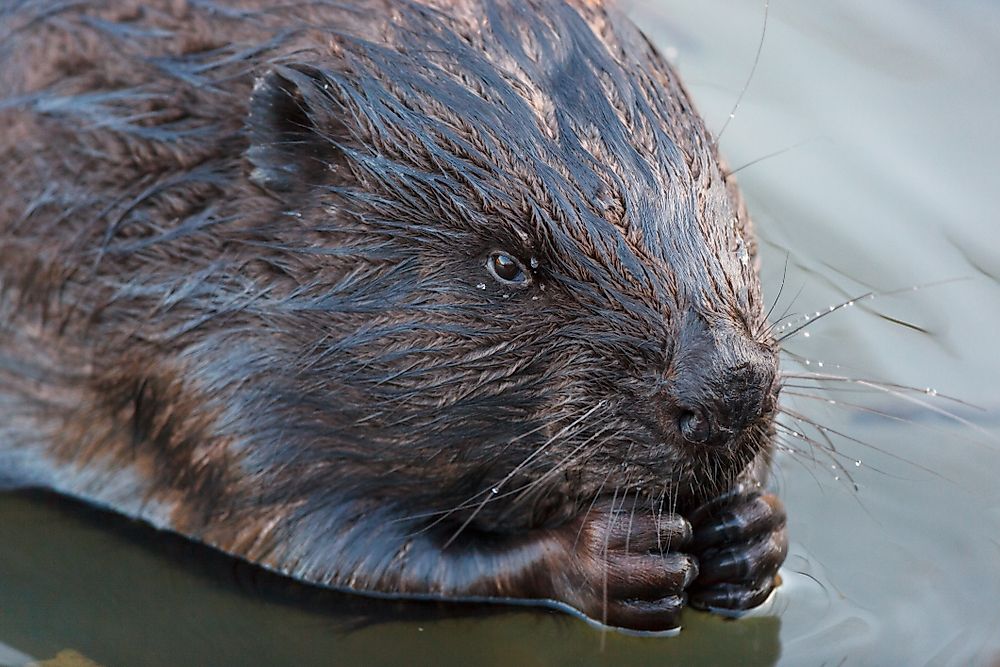 European beavers live in Iran.