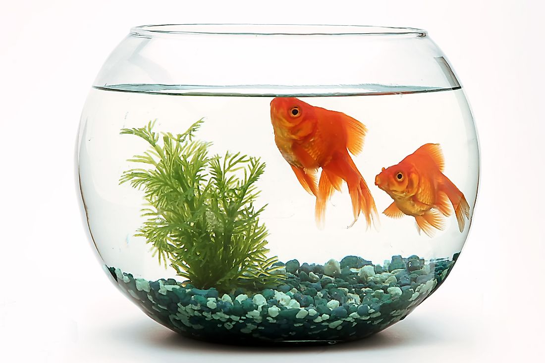 Goldfish are a popular pet worldwide. 