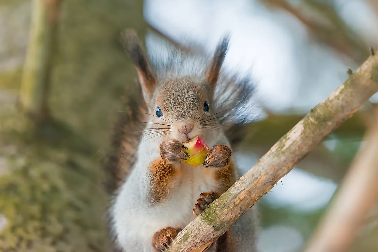 A grey squirrel sits on a spruce branch in a coniferous forest in winter. Image credit: Golubka57/Shutterstock.com