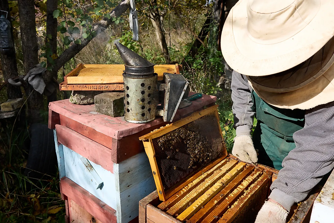 Beekeeper inspecting a beehive.
