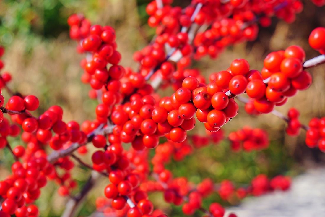 Branches of winterberries. 