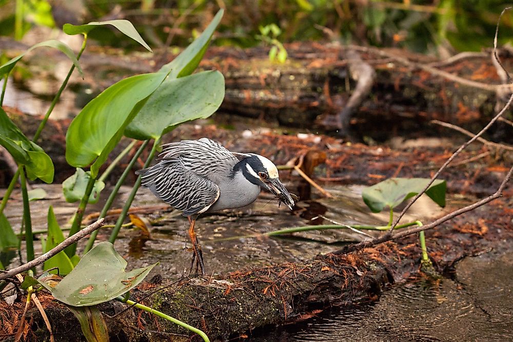 Corkscrew Swamp Sanctuary is home to endangered plants and animals. 