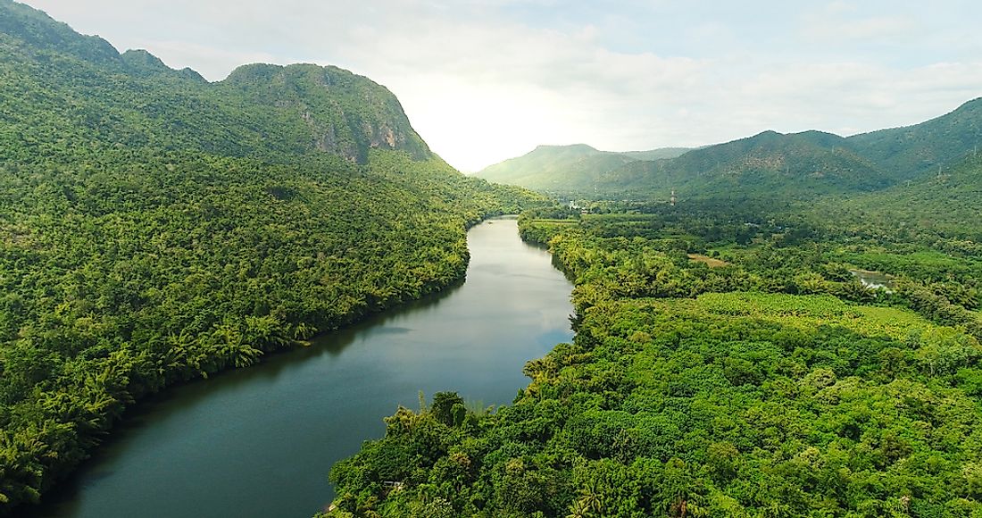 A tropical forest in Asia. 