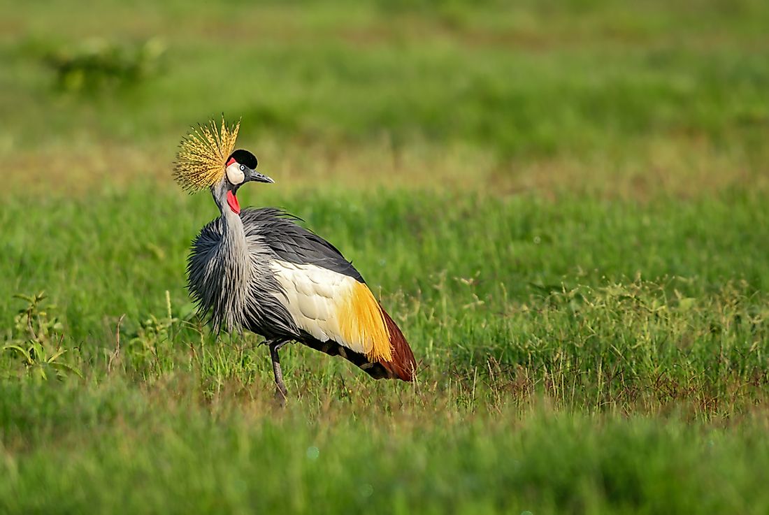 The black crowned crane is found in Africa. 