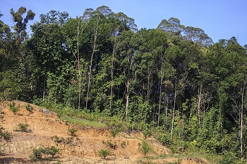 Deforestation-related habitat loss due to human activities, shown here on Borneo, is a major threat to mammals across Indonesia.