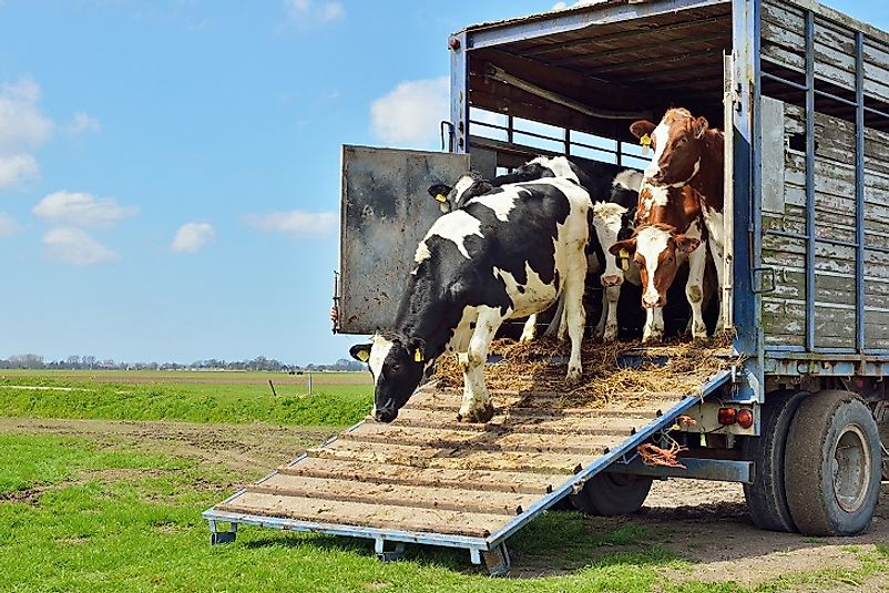 A cattle trailer unloading a shipment of cows at their new homes.