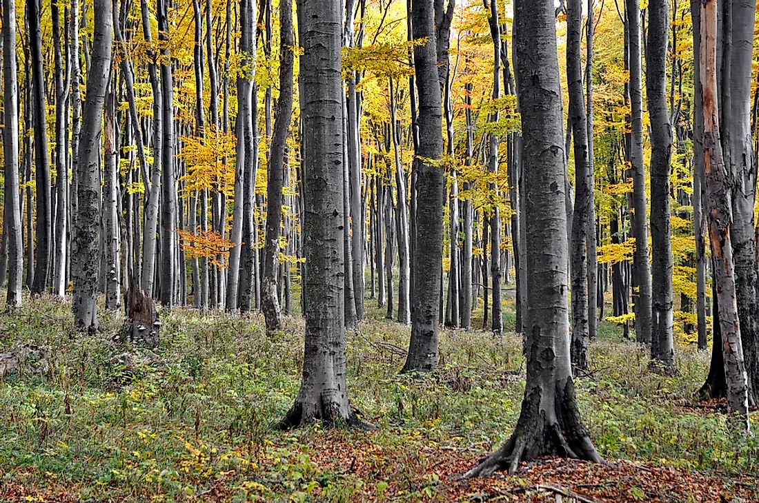 The woods of Bükk National Park in Hungary. 