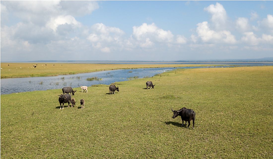 A herd of buffalo grazing along Lake Ira Lalaro in Lautem, Timor-Leste.