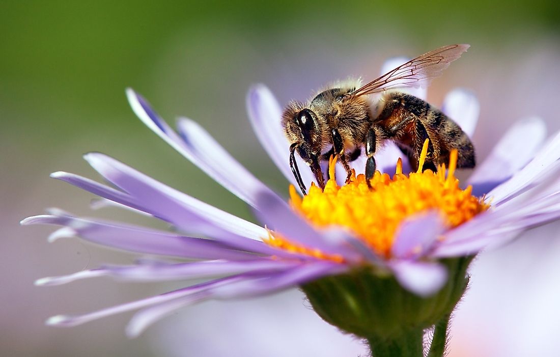 A honey bee pollinating. 