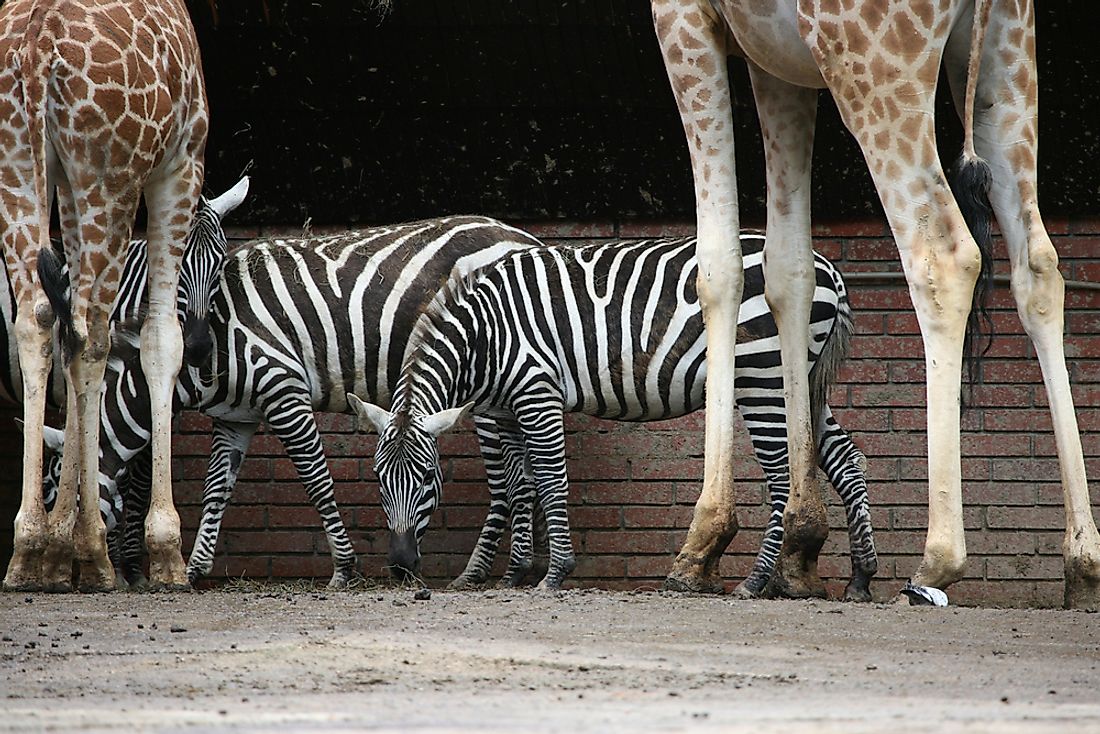 Selous' Zebra with a pair of giraffes. 