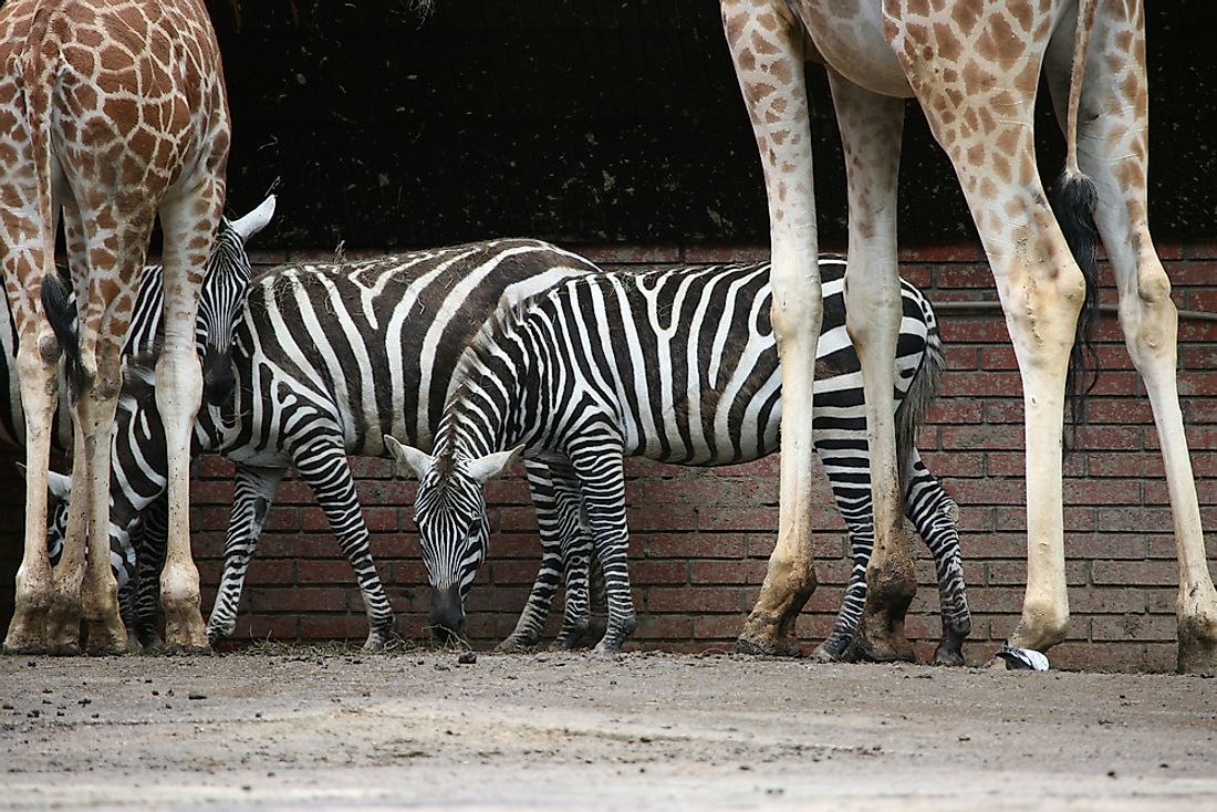 Selous' Zebra with a pair of giraffes. 