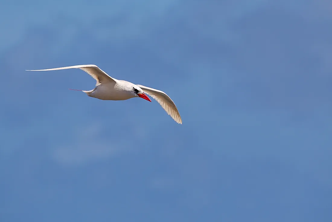 A red-billed tropic bird in flight in Hawaii. 