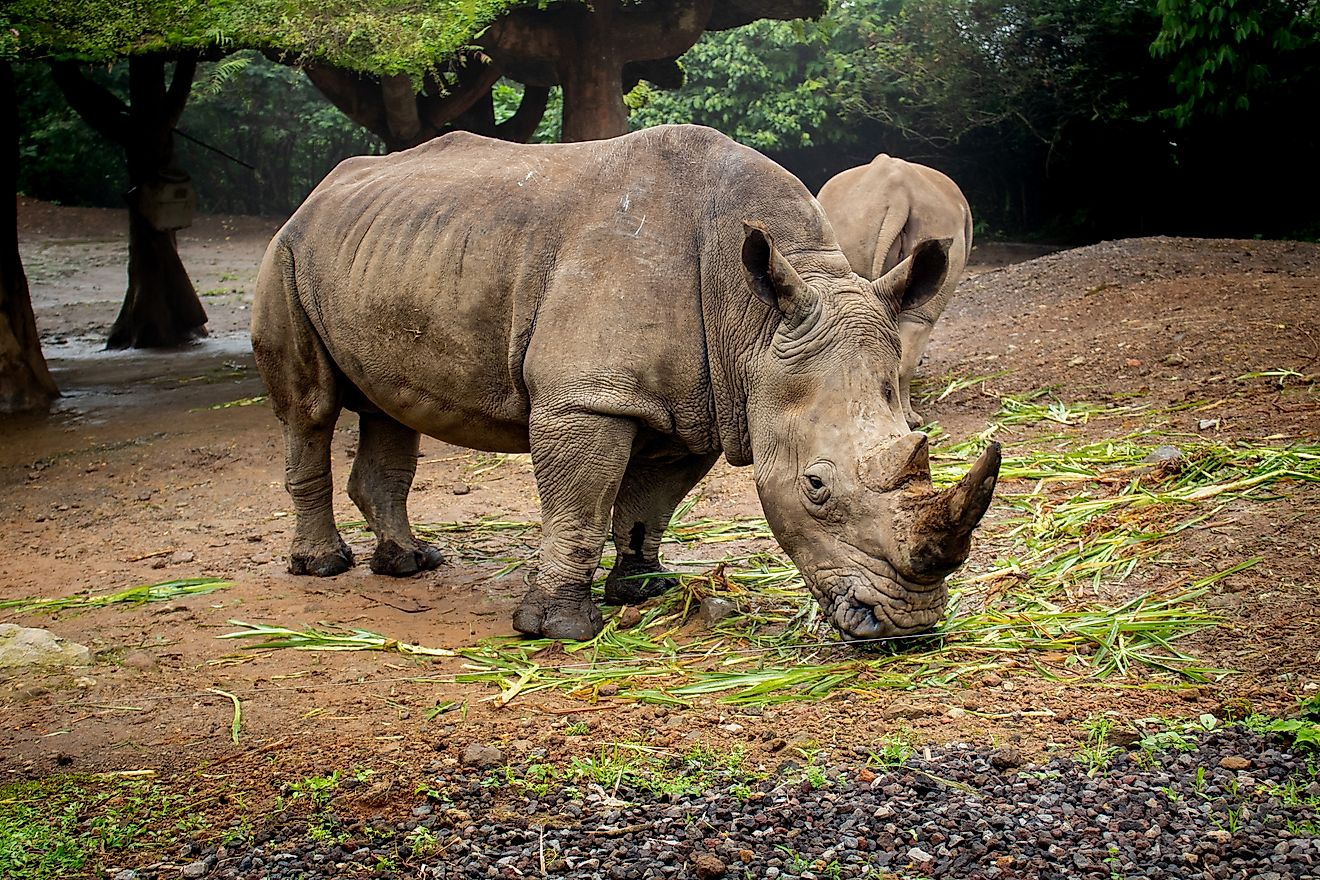 A Javan rhino (Rhinoceros sondaicus)