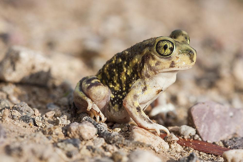 A tiny Spadefoot Toad sitting upon a small leaf that dwarfs it.