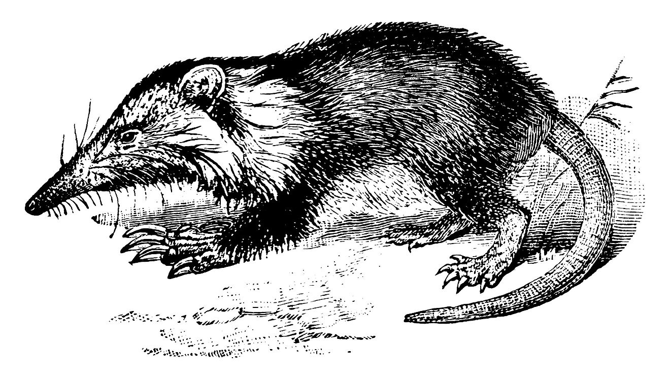 Solenodons are venomous mammals that can be found in a few Caribbean countries.