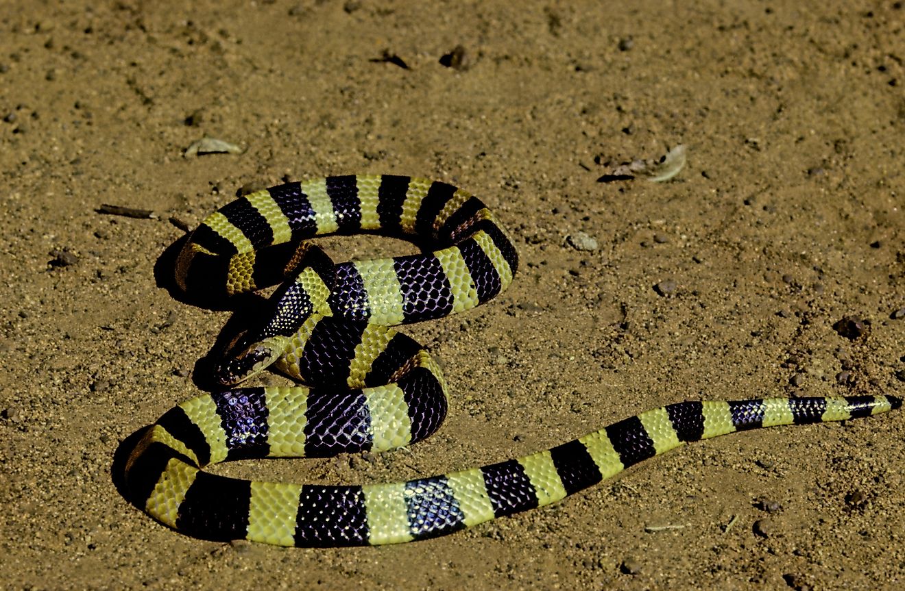 The banded krait (Bungarus fasciatus) is a highly venomous species of elapids endemic to Asia. 