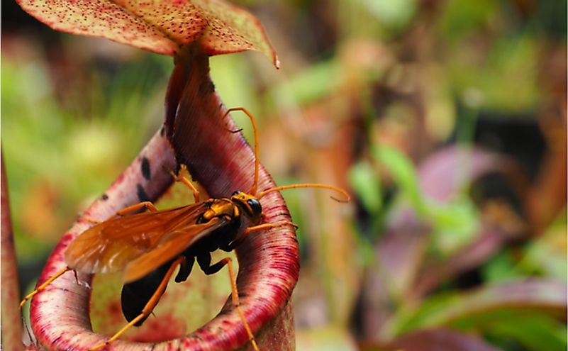 Pitcher Plant in Thailand.