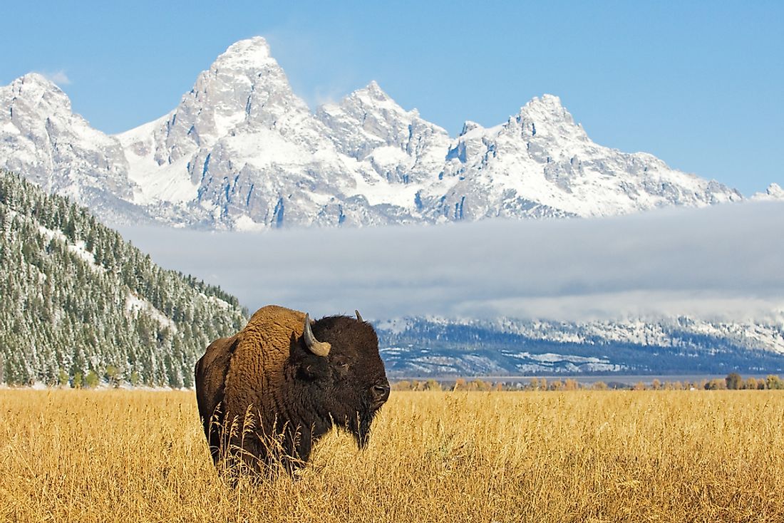A bison in front of the Grand Teton mountains. 