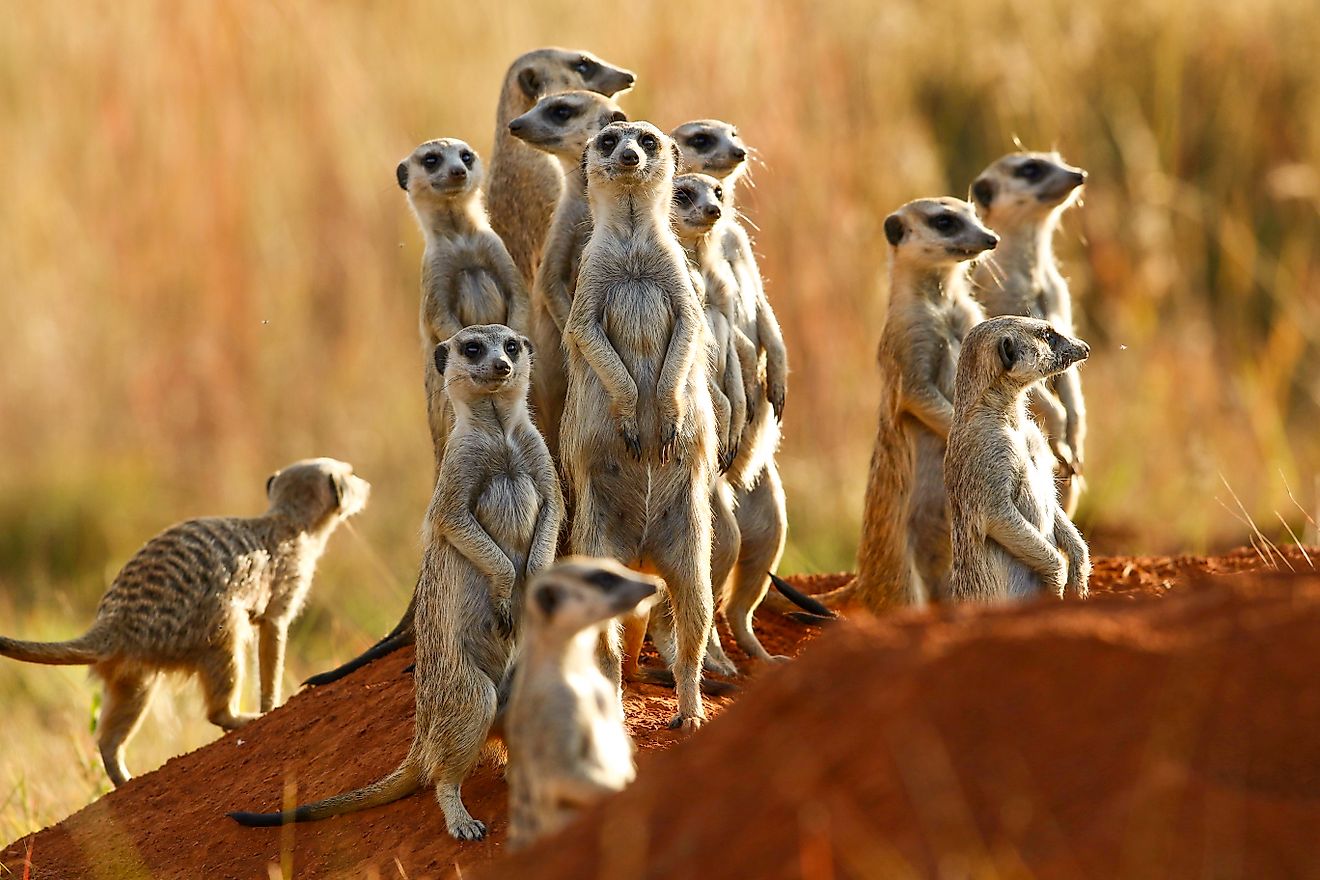 Meerkats in game reserve in South Africa